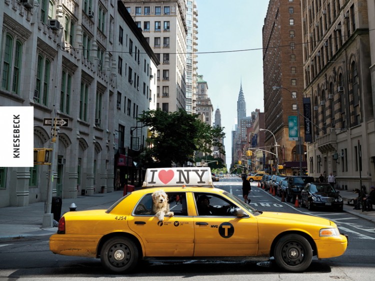 nyc-dogs-buch