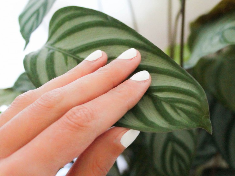 weißer Nagellack tipps suelovesnyc_susan_fengler_beauty-blog_weisser_nagellack_weiss_tipps