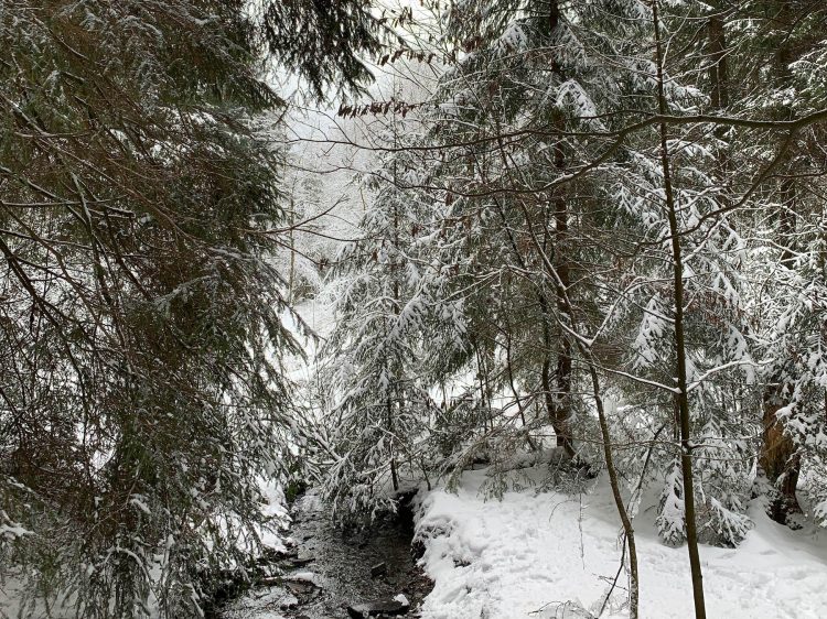 Rodeln im Harz Hahnenklee Suelovesnyc_Rodeln_im_harz_hahnenklee_schnee_winterspaziergang