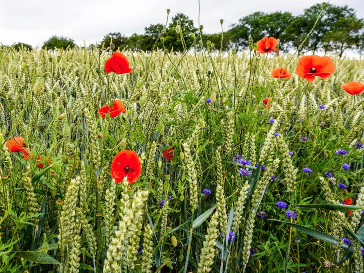 an den kleinen Dingen erfreuen suelovesnyc_usedom_mohnblumen_feld_Susan_fengler_ostsee_urlaub_sich_an_den_kleinen_dingen_erfreuen