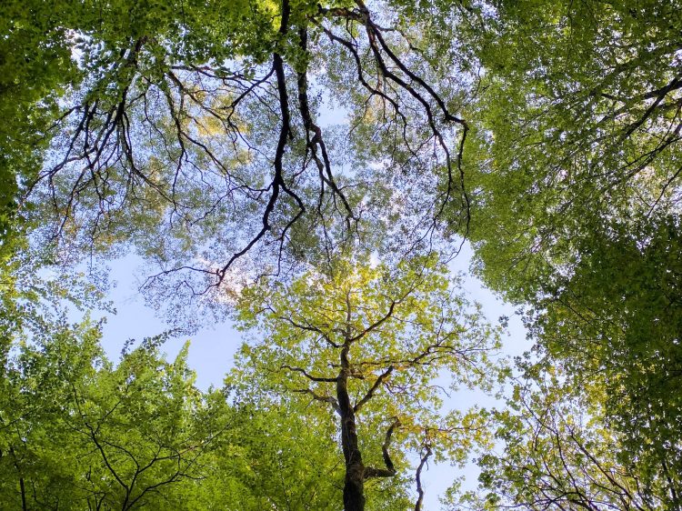 Waldbaden suelovesnyc_waldbaden_achtsamkeit_stressbewaltigung_stress_wald