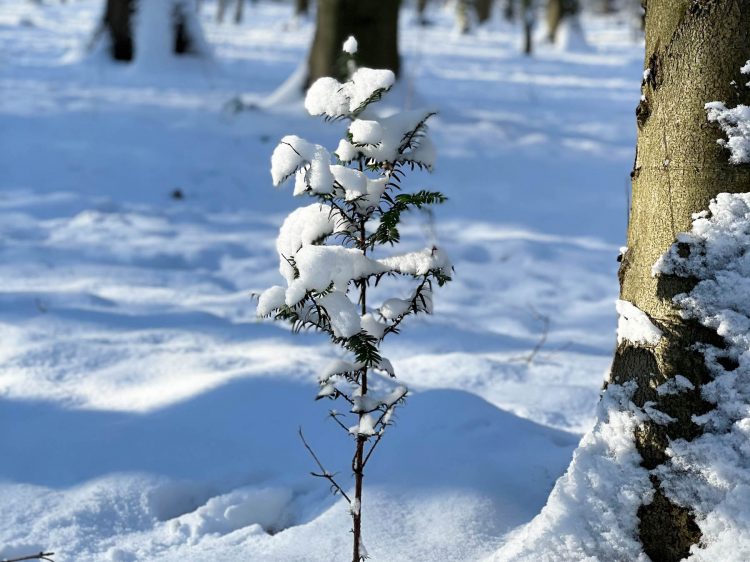 suelovesnyc_schnee_in_hamburg_susan_fengler_Stadtpark_hamburg