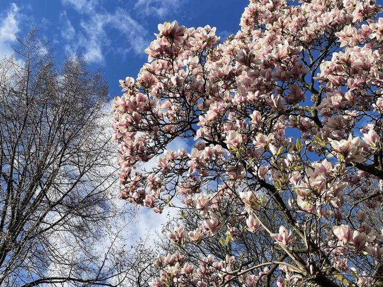 suelovesnyc_hamburg_entscheidung_fur_mich_weekly_update_magnolien_Hamburg