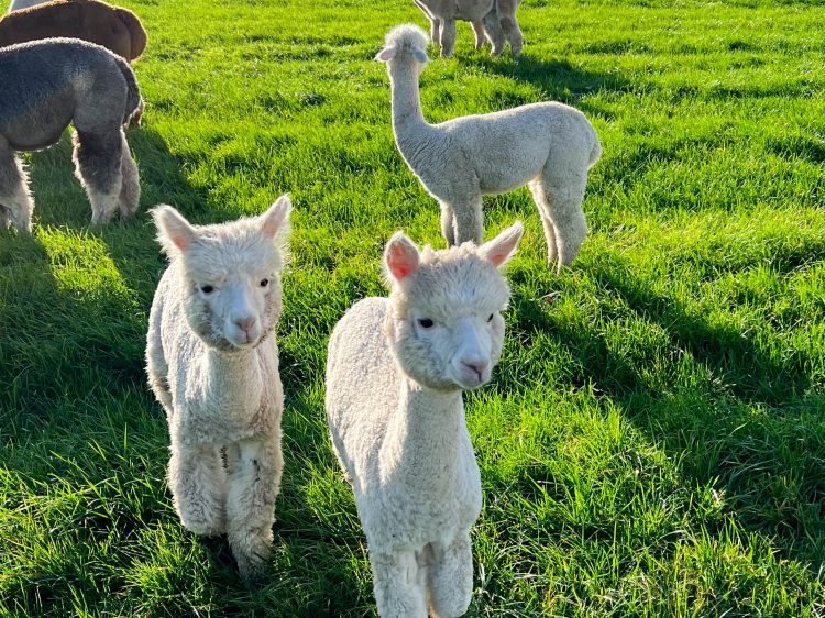 suelovesnyc_alpaka_farm_schleswig_holstein_susan_fengler_Weekly_update_wir_brauchen_das