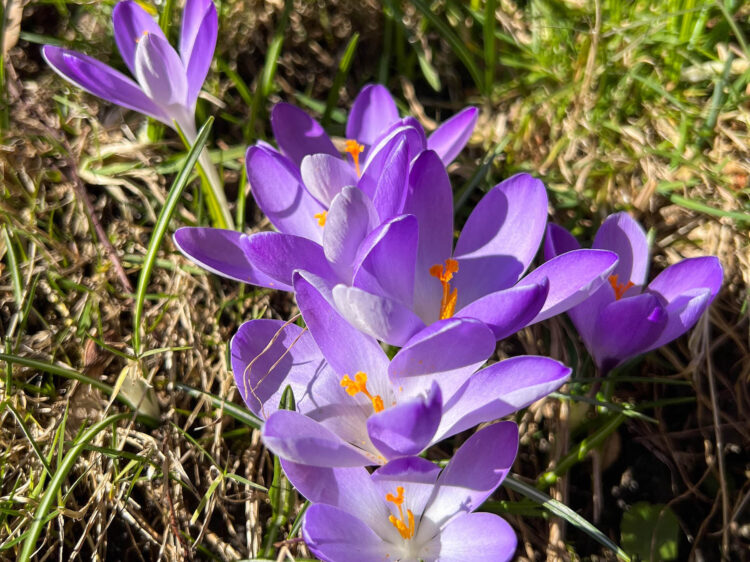 suelovesnyc_weekly_update_hamburg_planten_un_blomen_krokus_makro_iphone_13pro_fruhlingsvrofreude_fruehlingsvorfreude