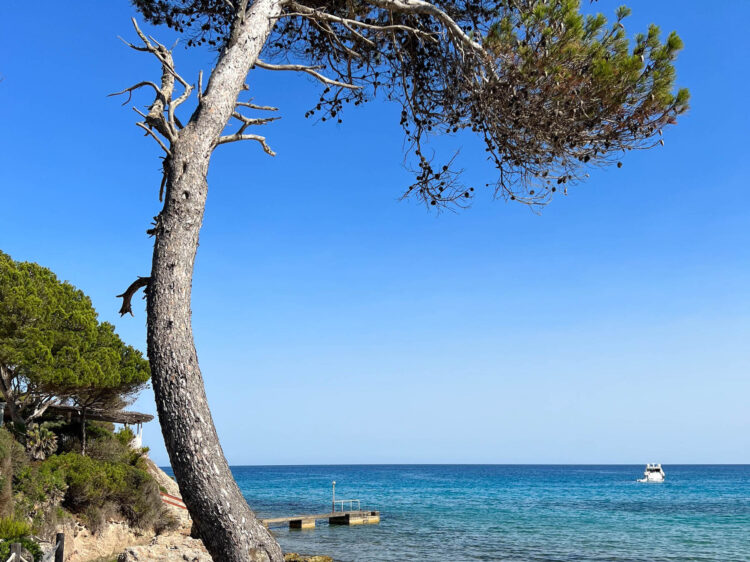 suelovesnyc_Mallorca_weekly_update_susan_fengler